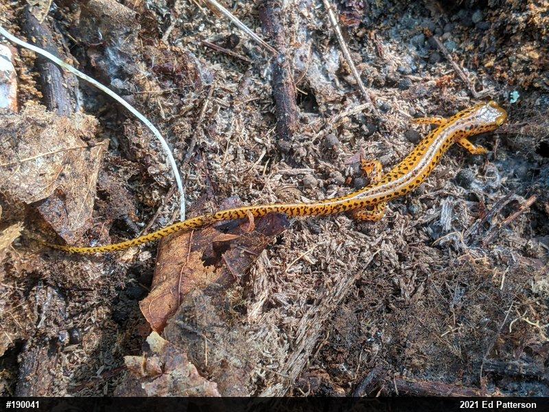 Eastern Long-tailed Salamander