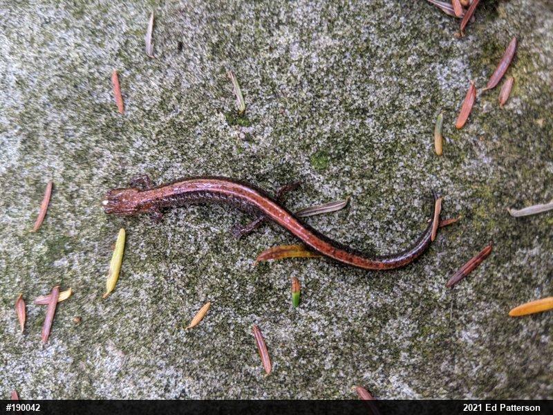 Eastern Red-backed  Salamander