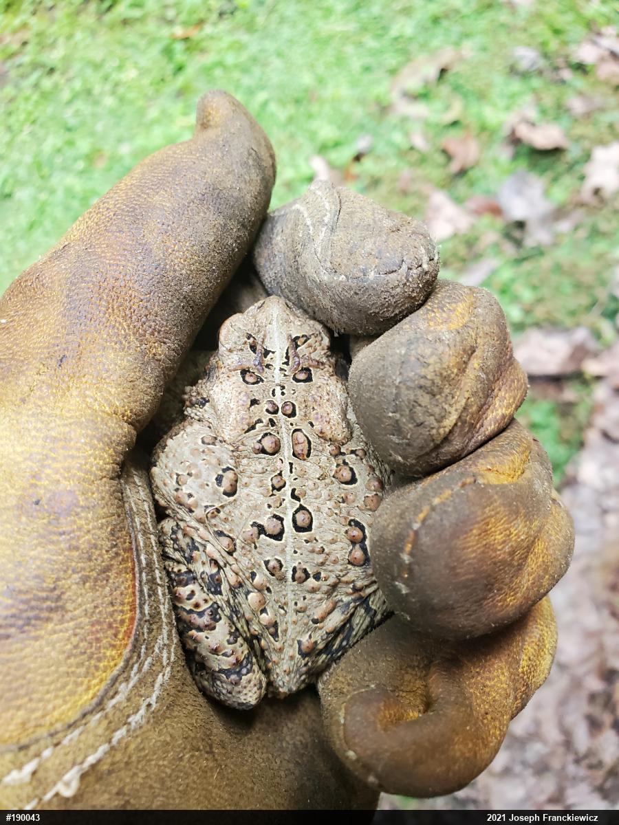 Eastern American Toad