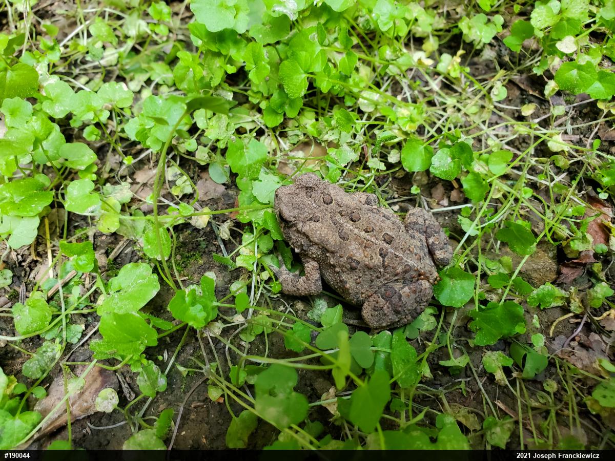 Eastern American Toad