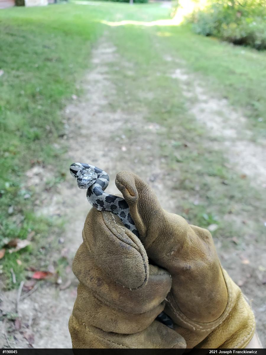 Eastern Ratsnake