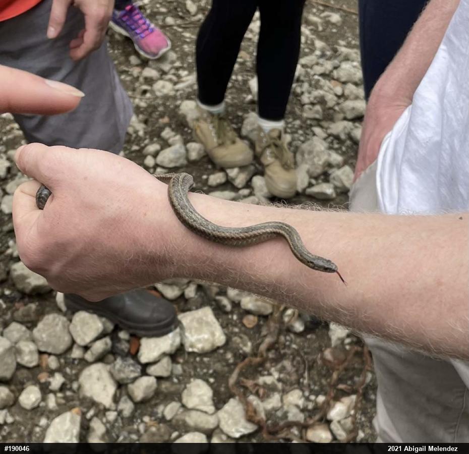 Shorthead Gartersnake