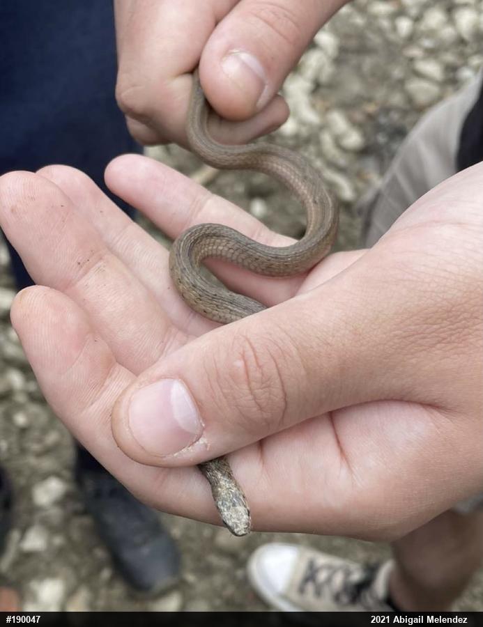 Dekay's Brownsnake