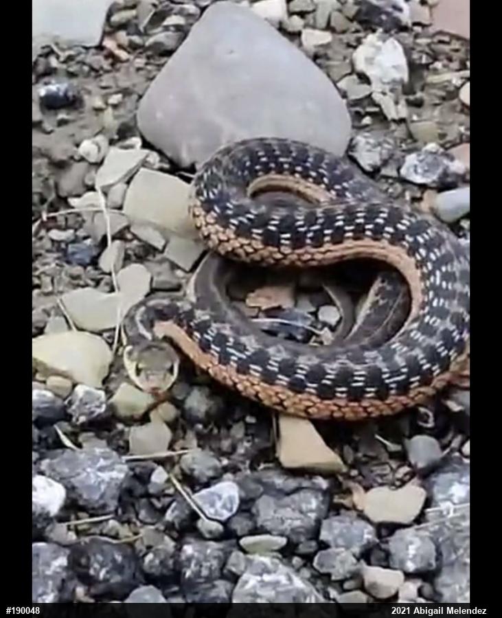 Eastern Gartersnake