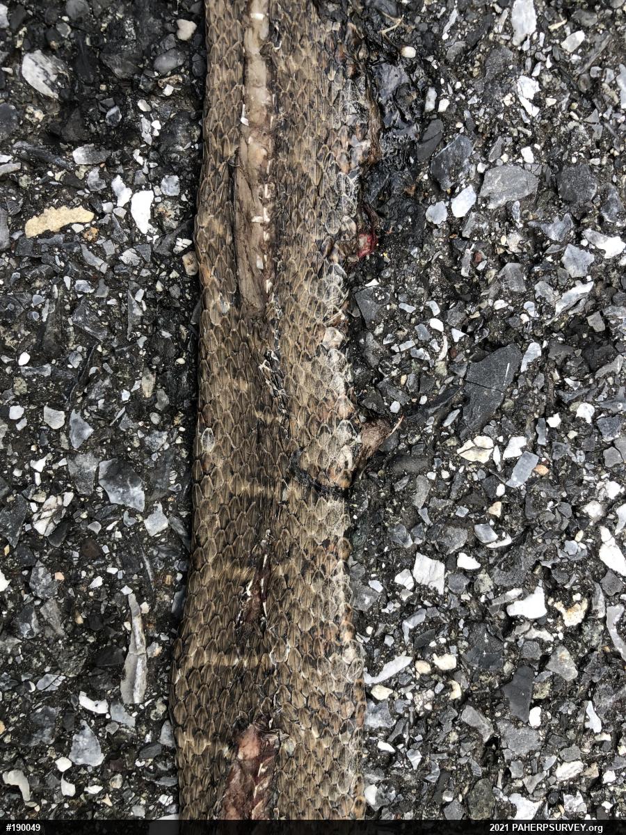 Northern Watersnake