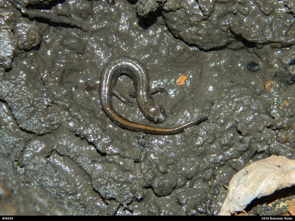 Northern Two-lined Salamander