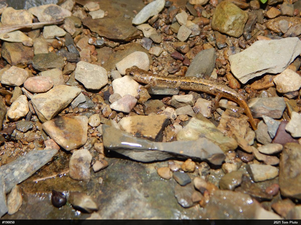 Northern Two-lined Salamander