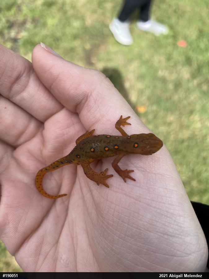 Red-spotted Newt