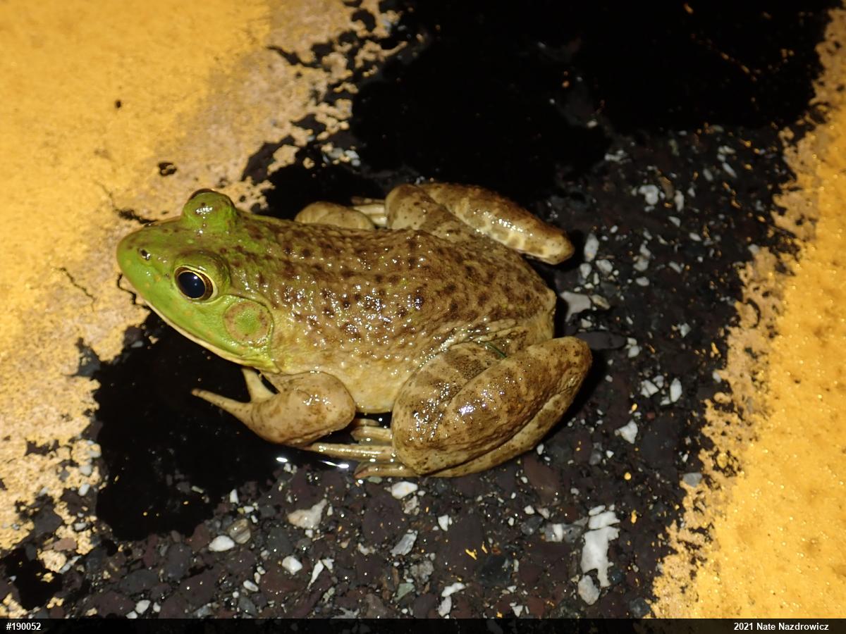 American Bullfrog