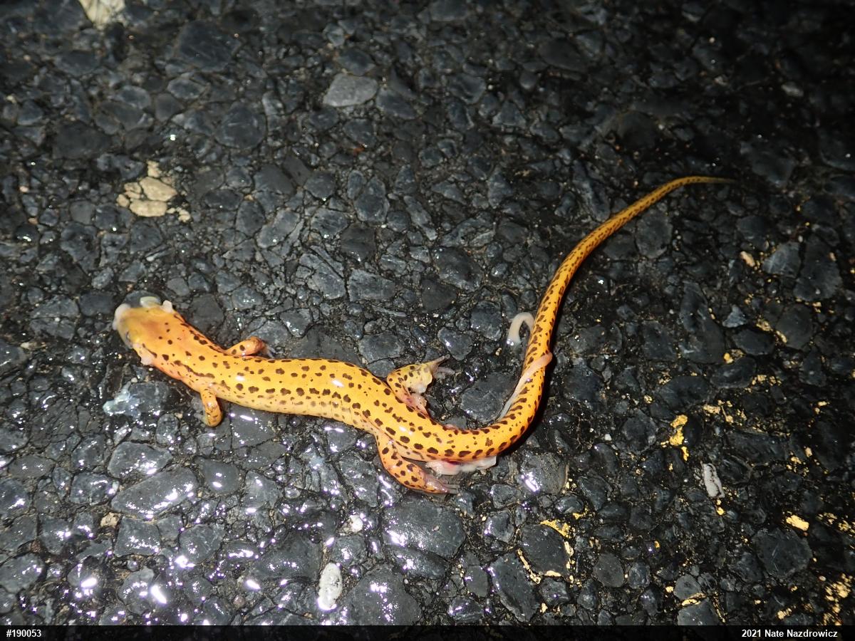 Eastern Long-tailed Salamander
