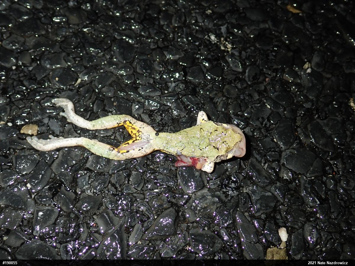 Unknown Gray Treefrog
