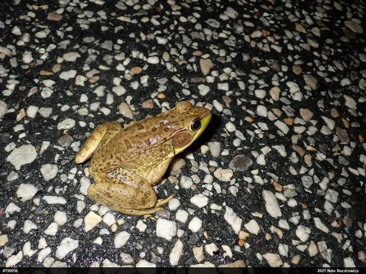 Green Frog