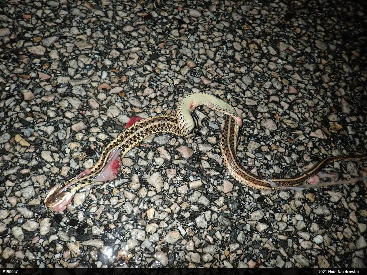 Eastern Gartersnake