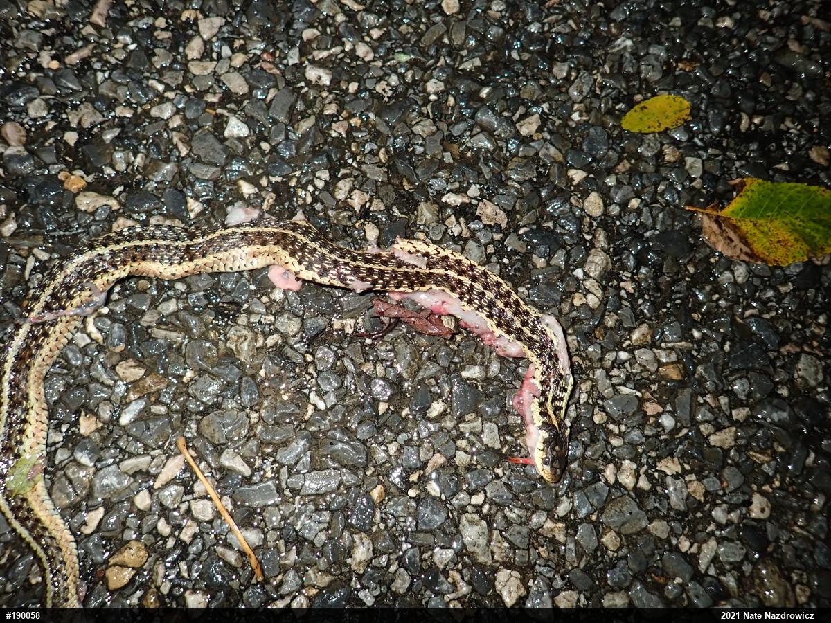Eastern Gartersnake
