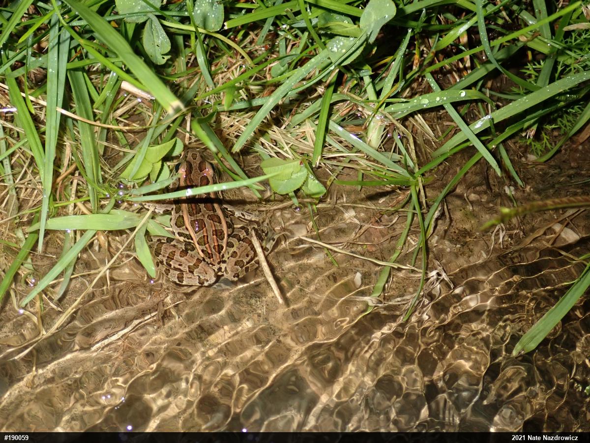 Pickerel Frog