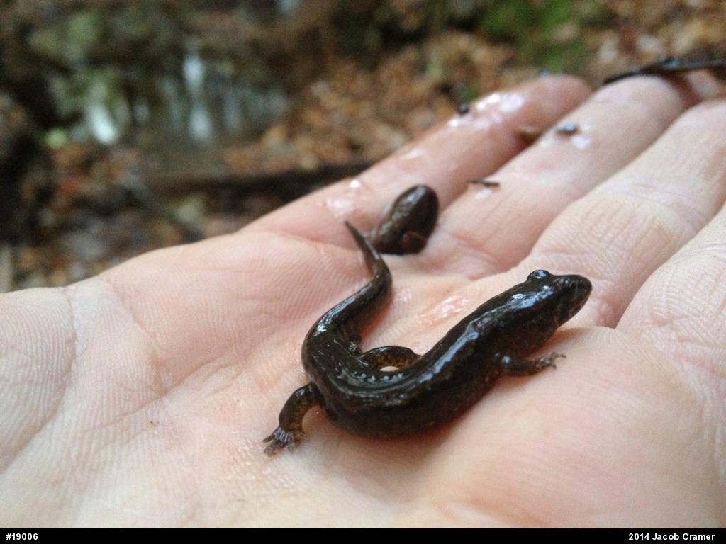 Northern Dusky Salamander