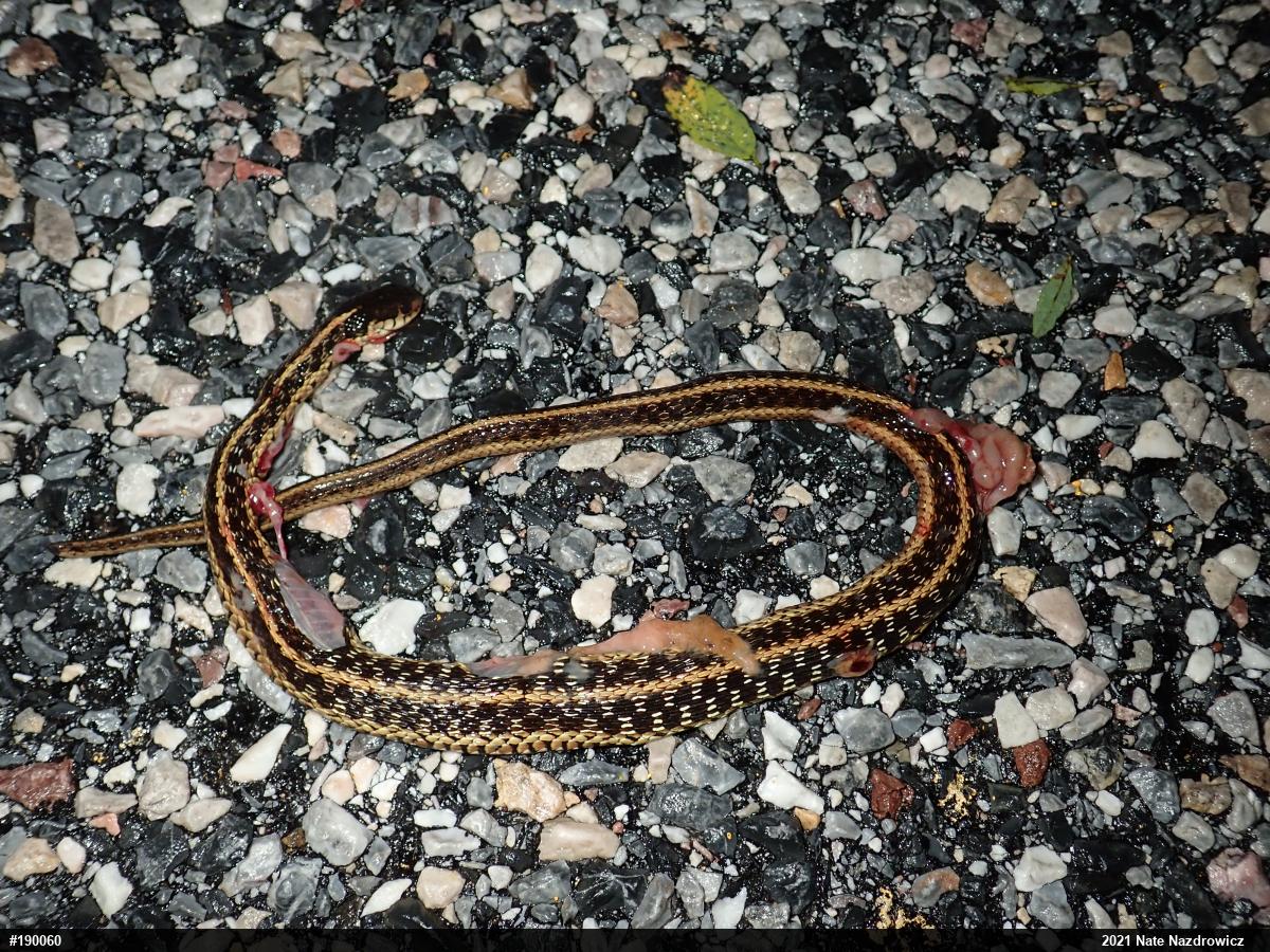 Eastern Gartersnake