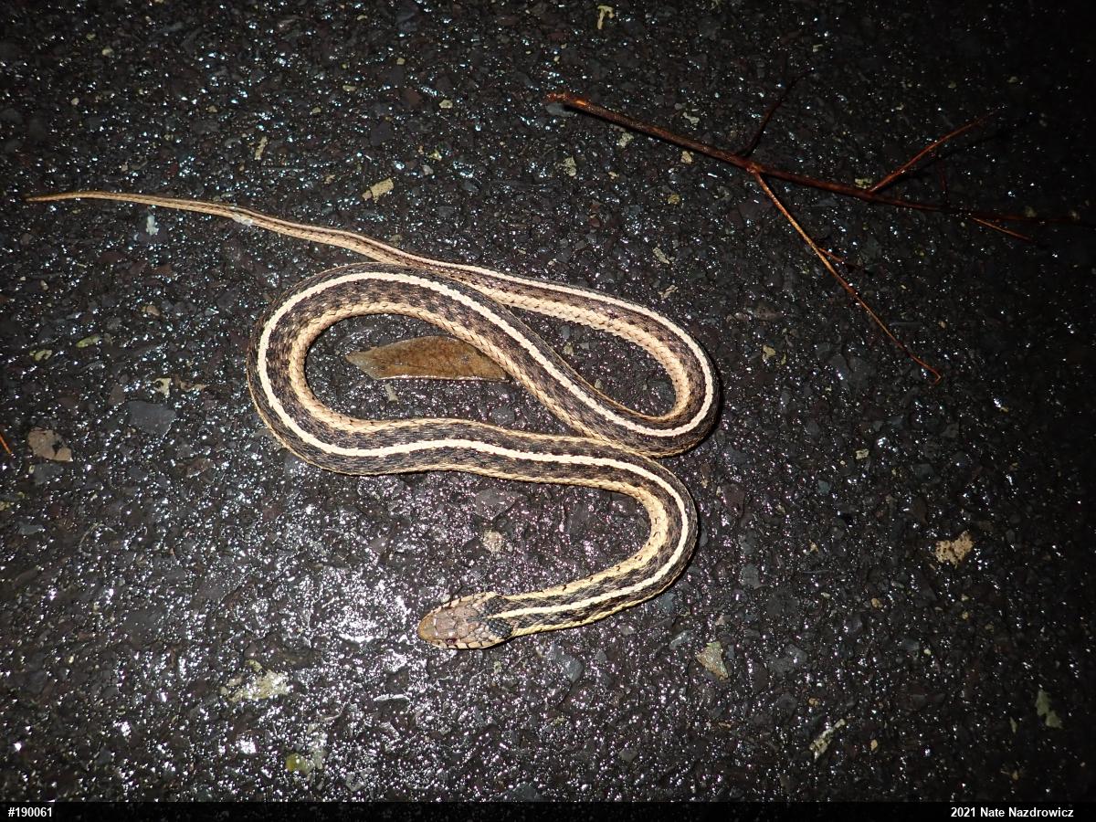 Eastern Gartersnake
