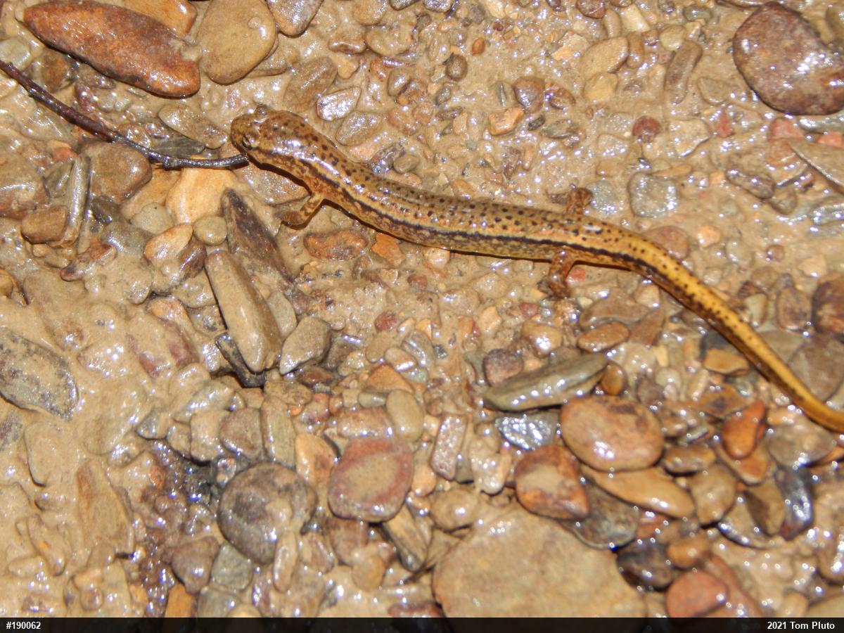 Northern Two-lined Salamander