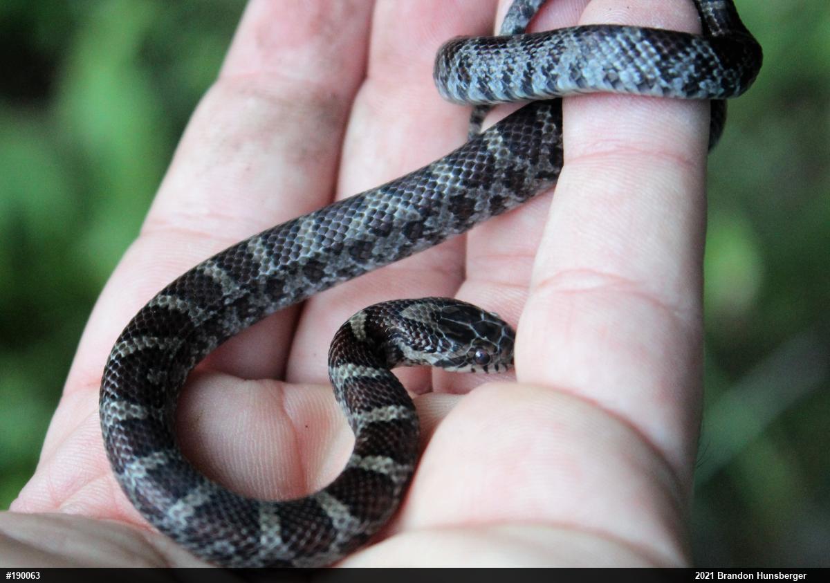 Eastern Milksnake