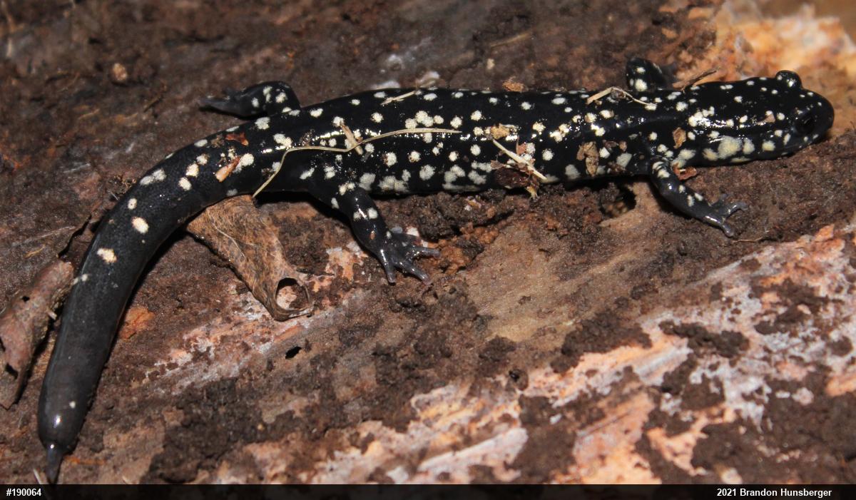 Northern Slimy Salamander