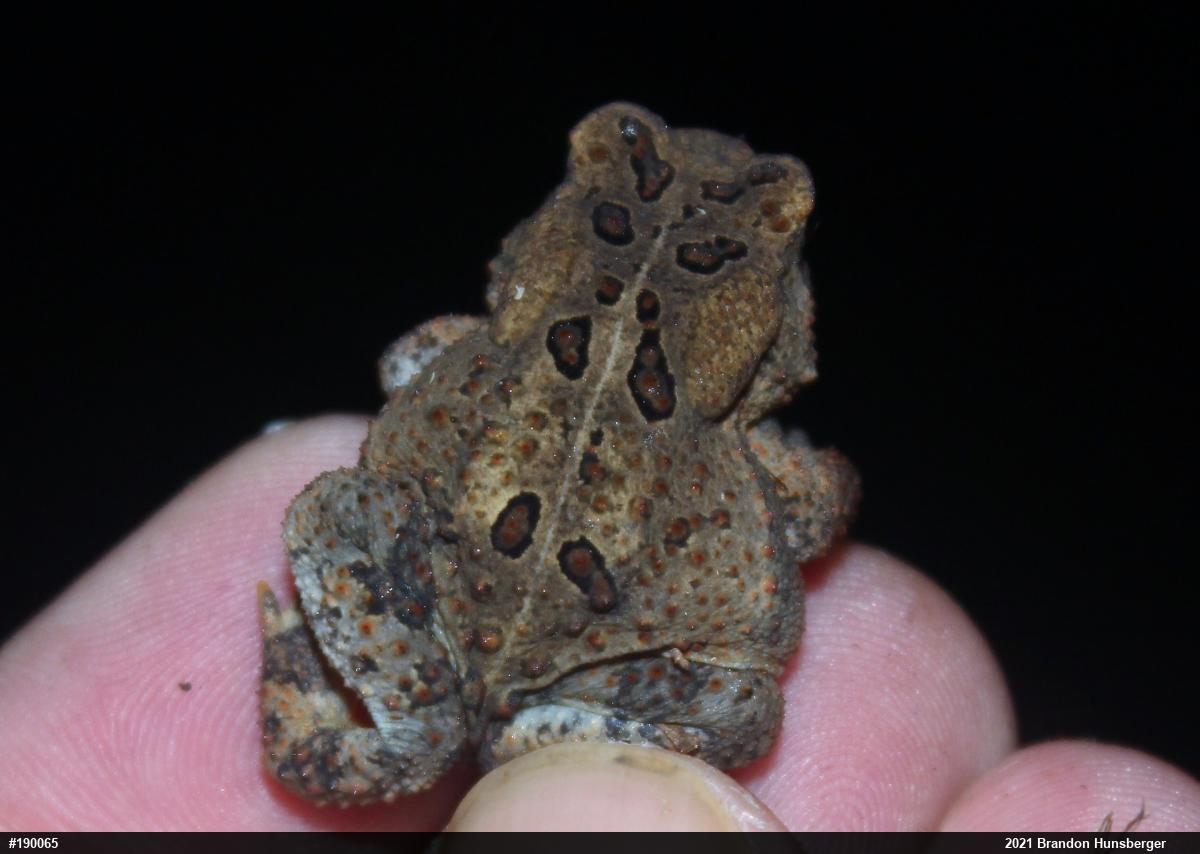 Eastern American Toad