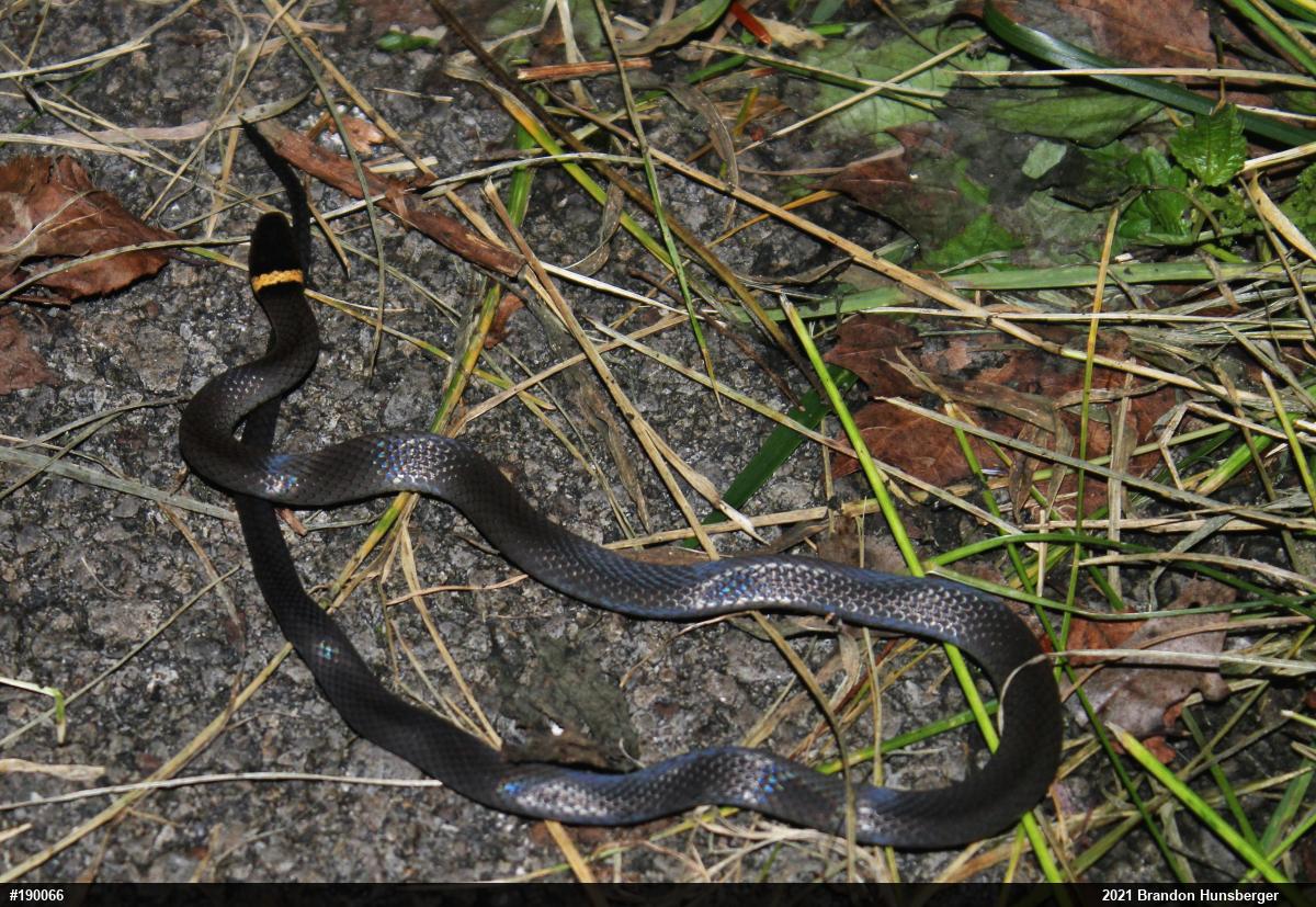 Northern Ring-necked Snake