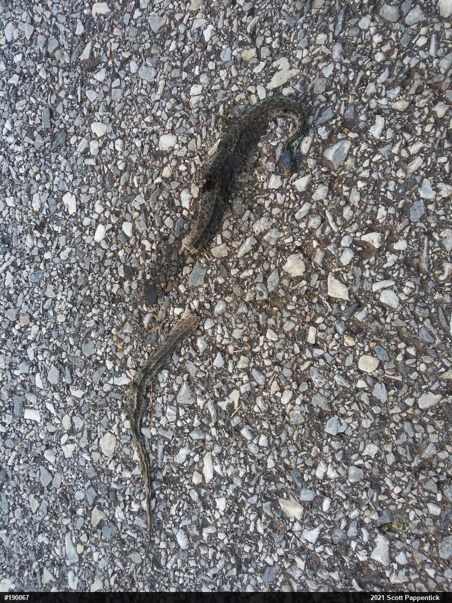 Eastern Gartersnake