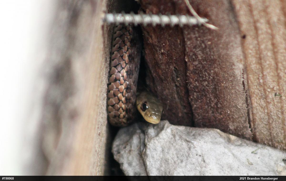Eastern Gartersnake