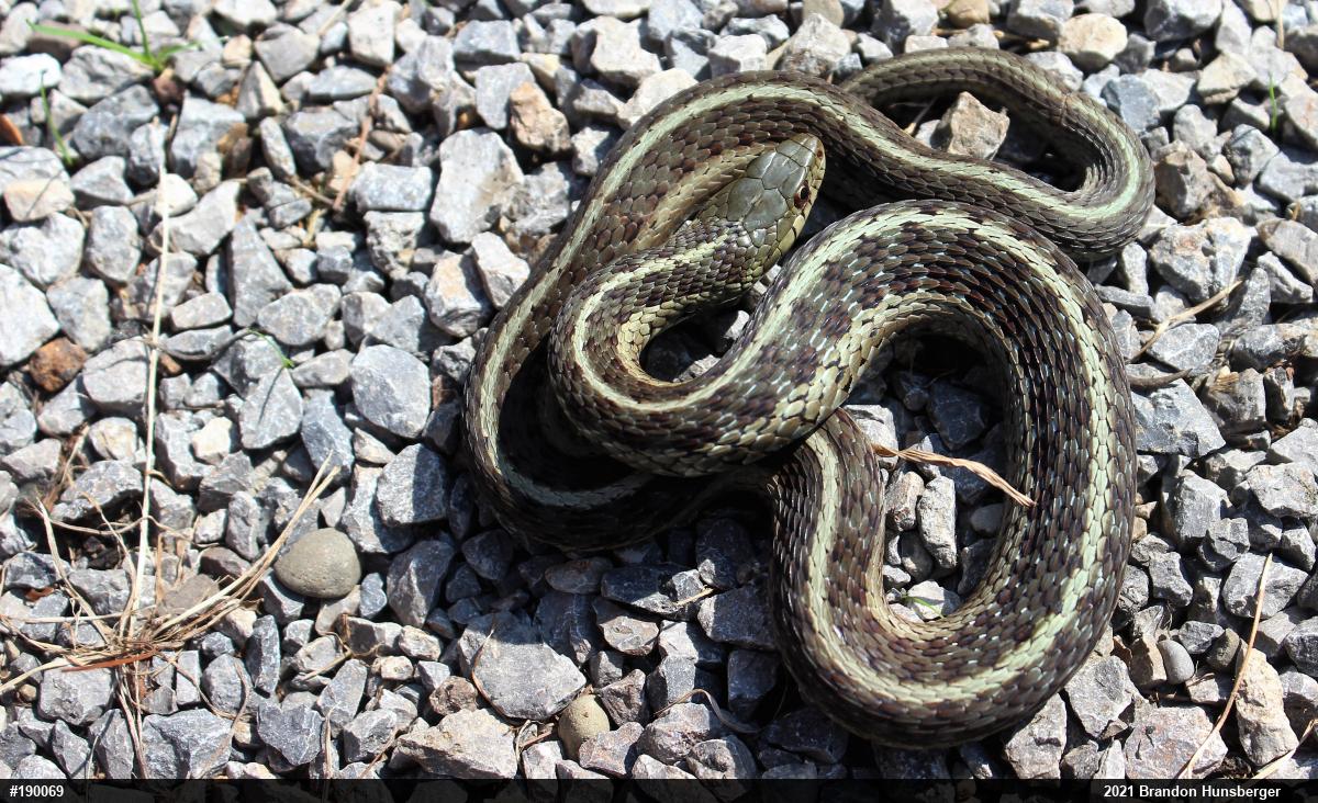 Eastern Gartersnake