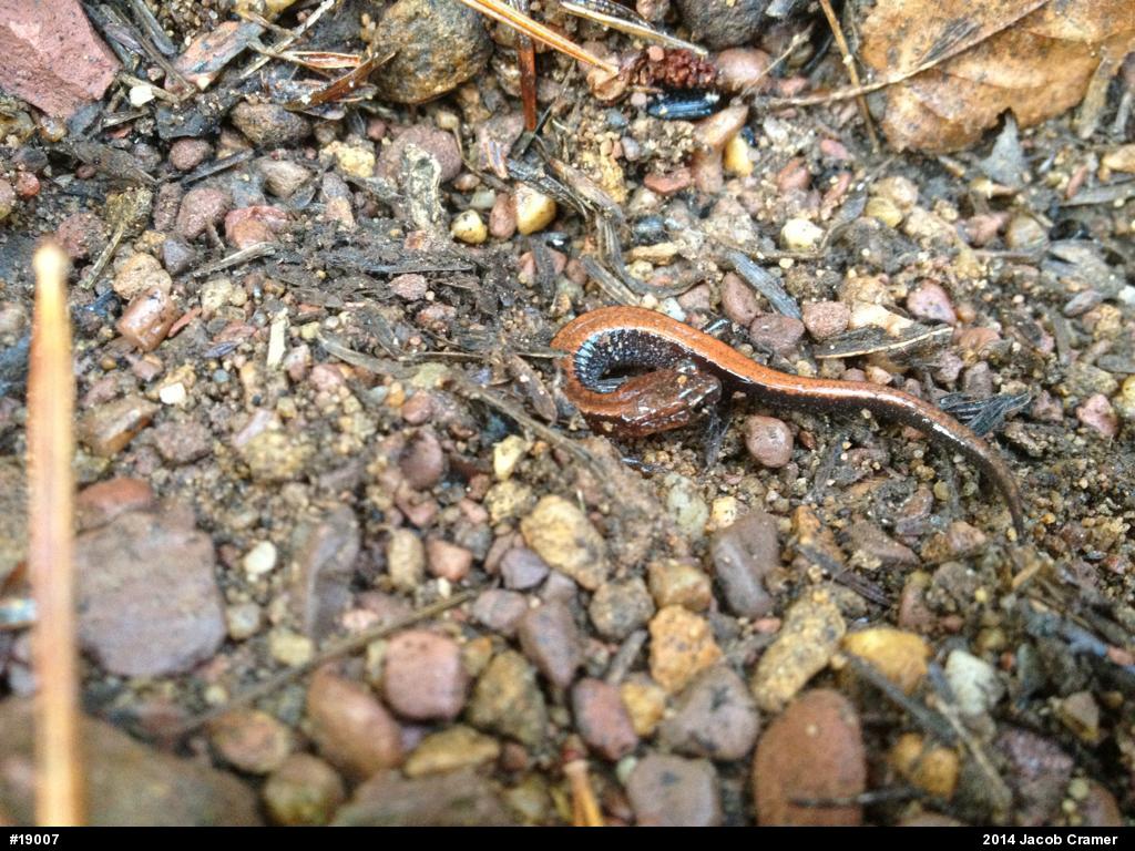 Eastern Red-backed  Salamander