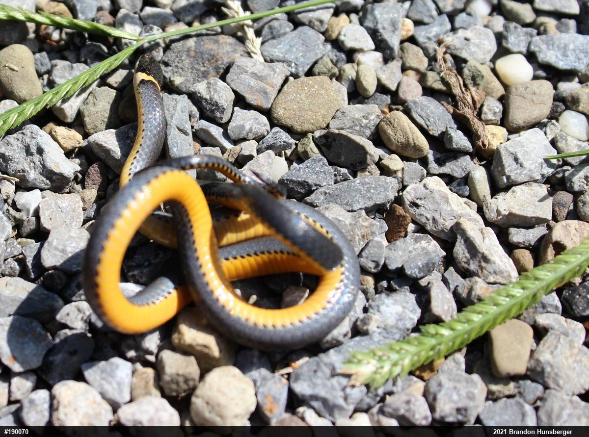 Northern Ring-necked Snake