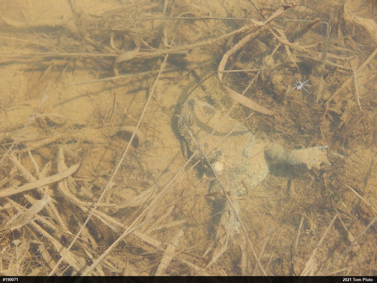 Eastern American Toad
