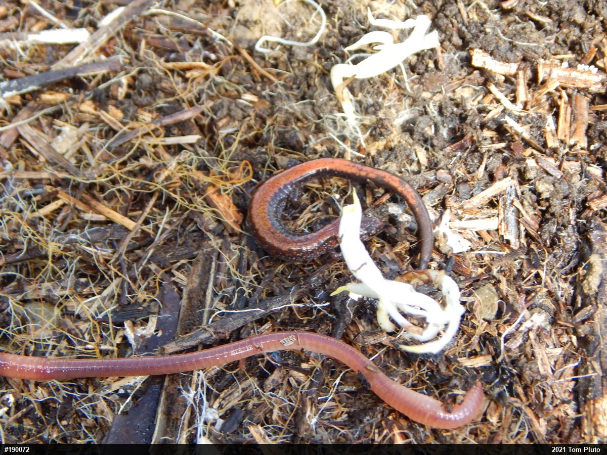 Eastern Red-backed  Salamander