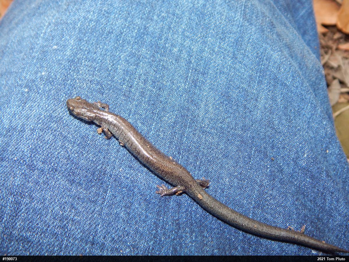 Valley And Ridge Salamander