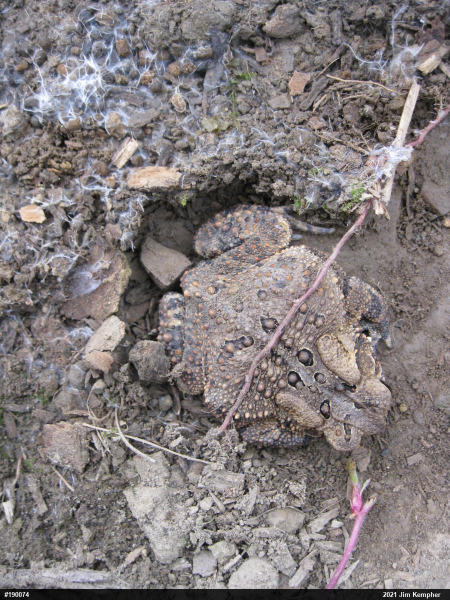 Eastern American Toad