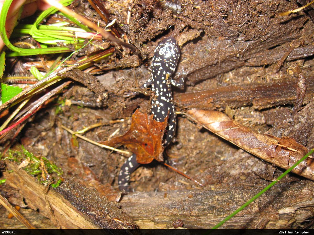 Northern Slimy Salamander