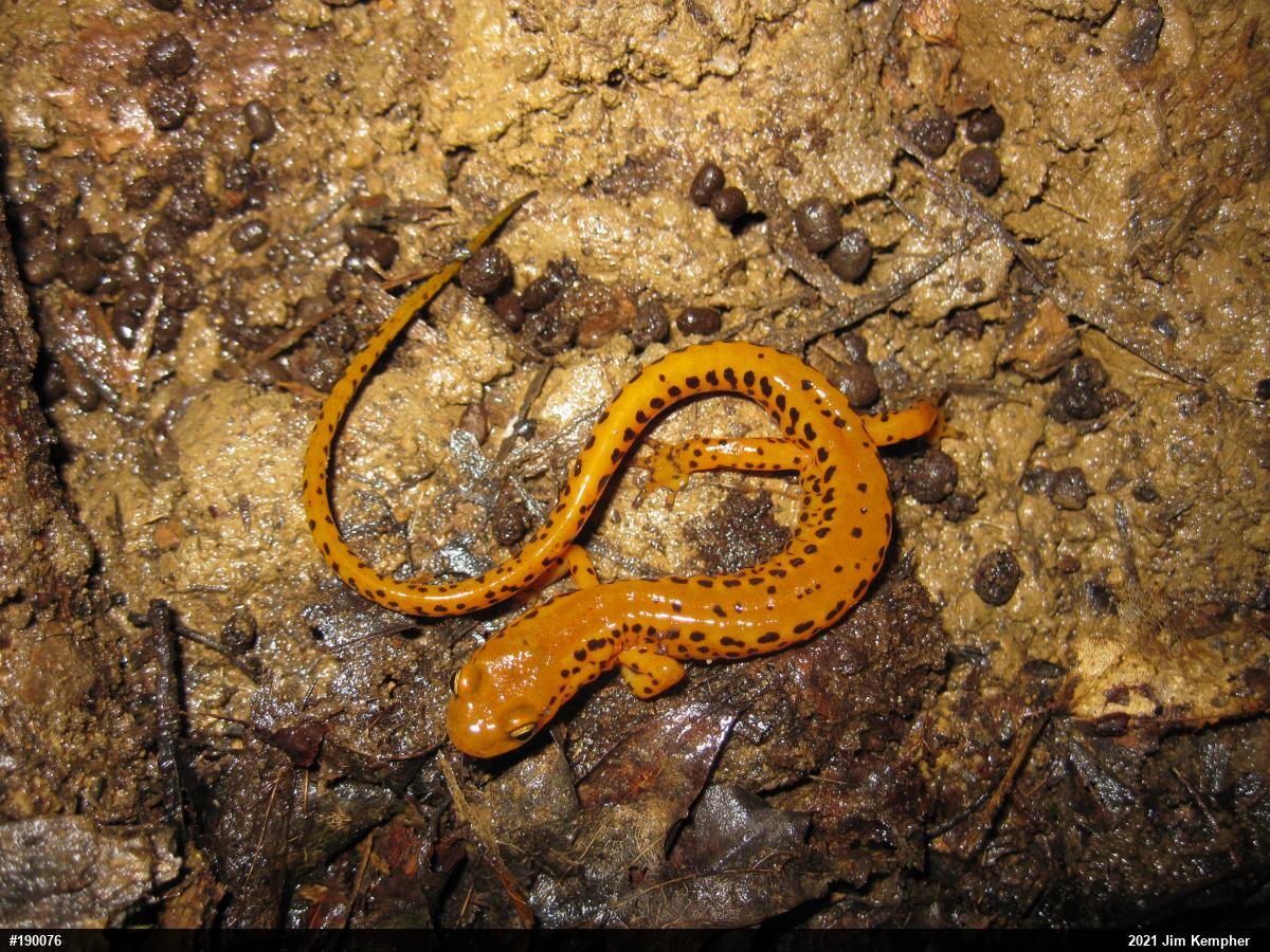 Eastern Long-tailed Salamander