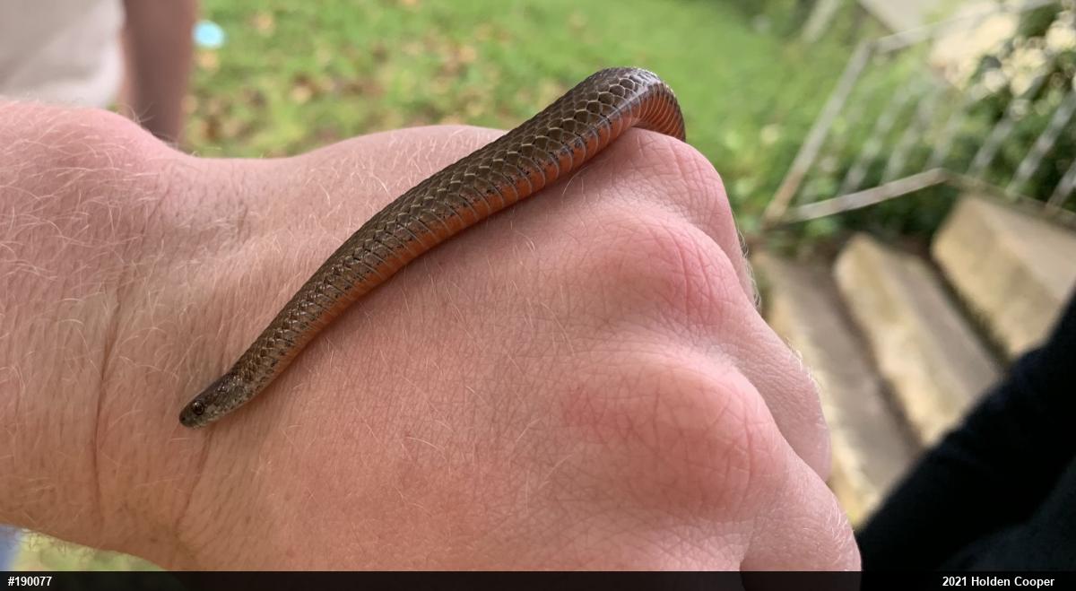Red-bellied Snake