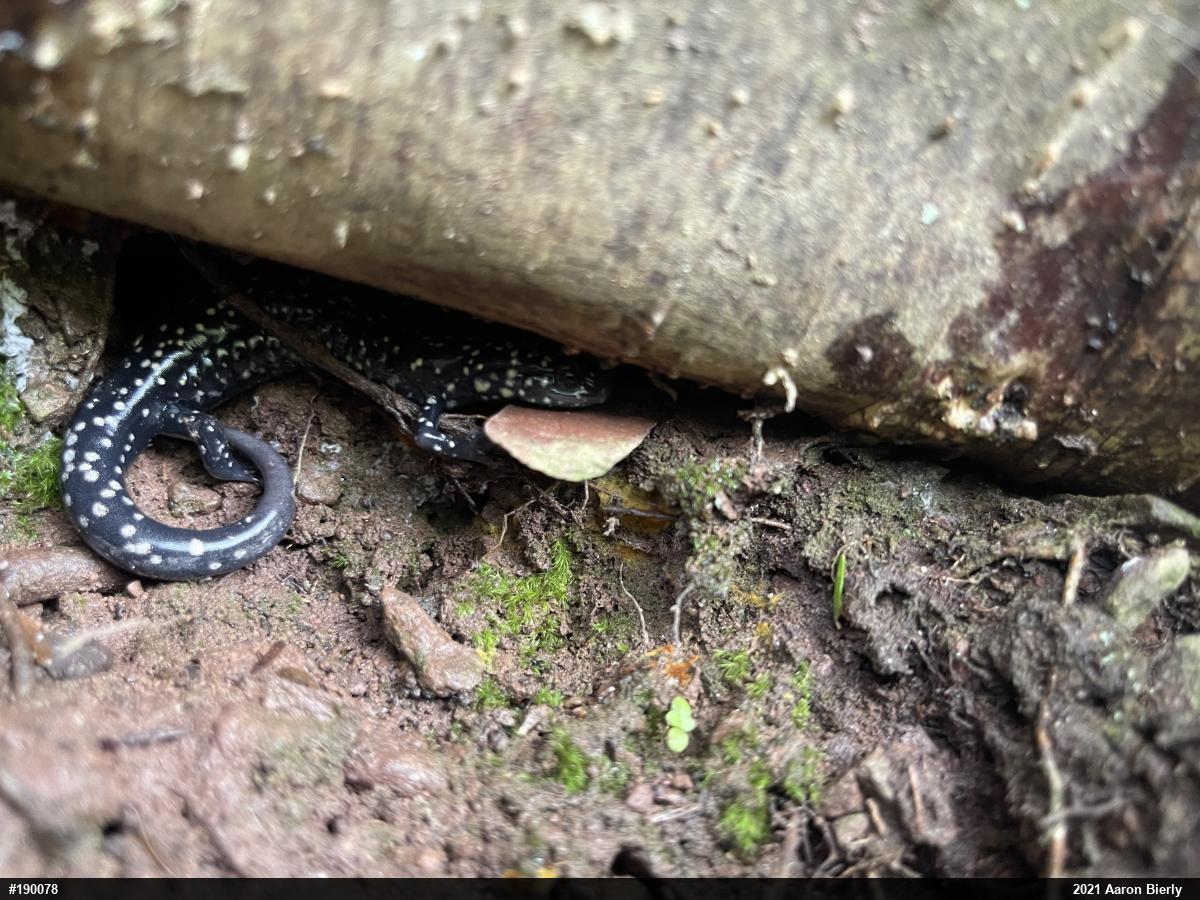 Northern Slimy Salamander