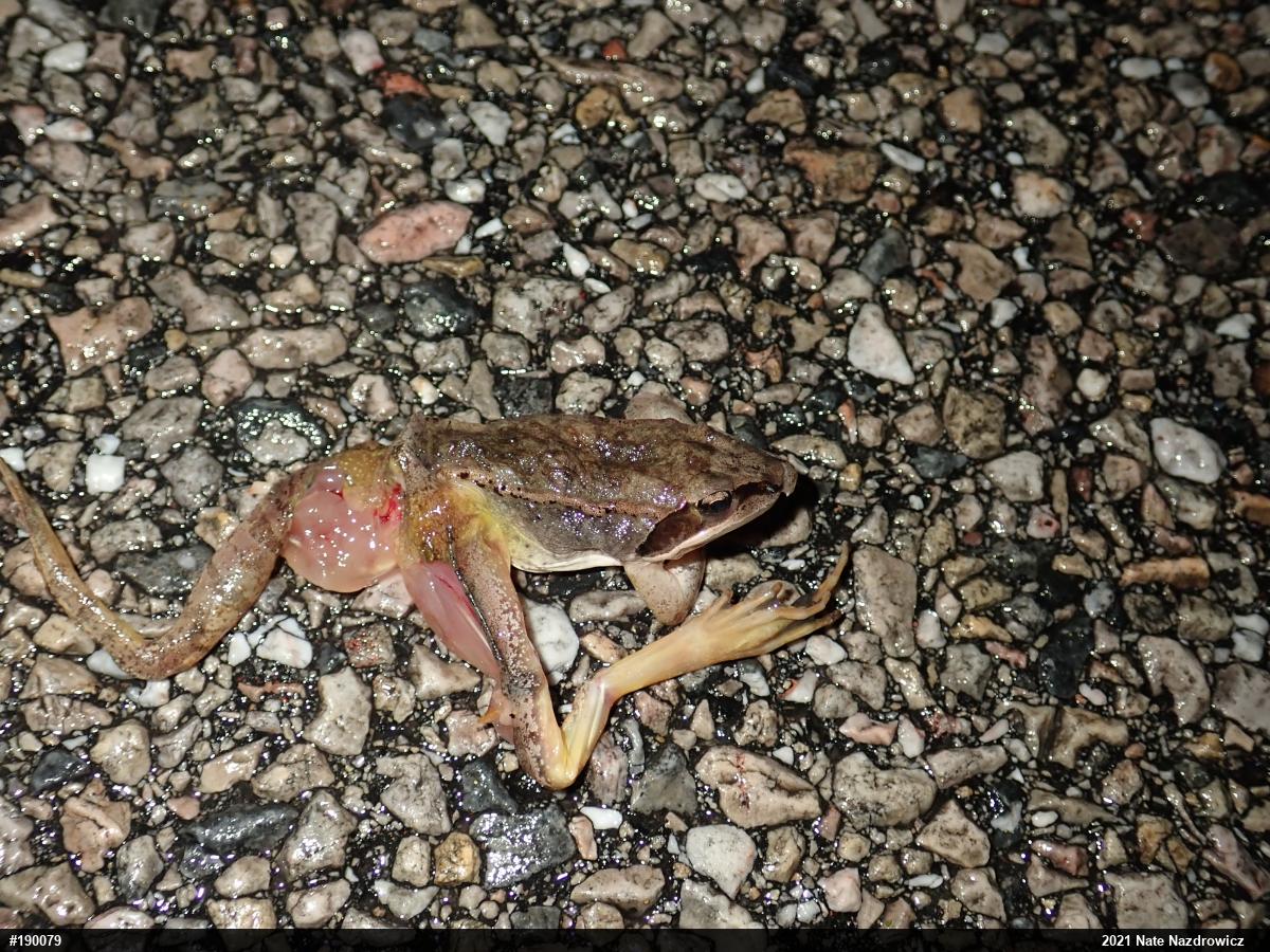 Wood Frog