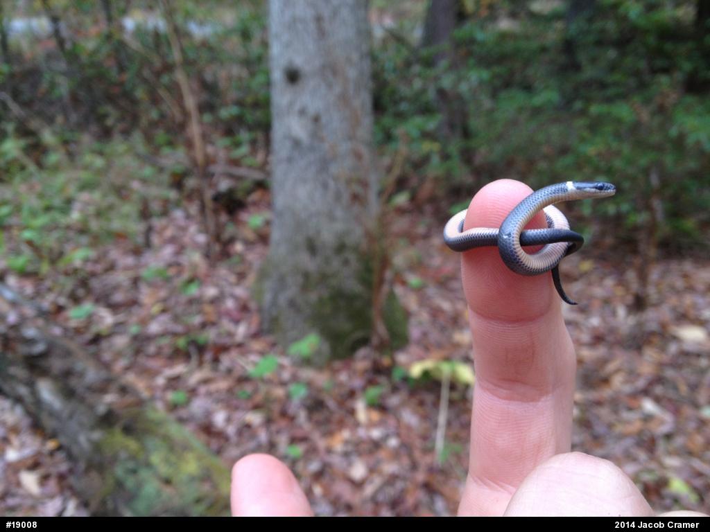 Northern Ring-necked Snake