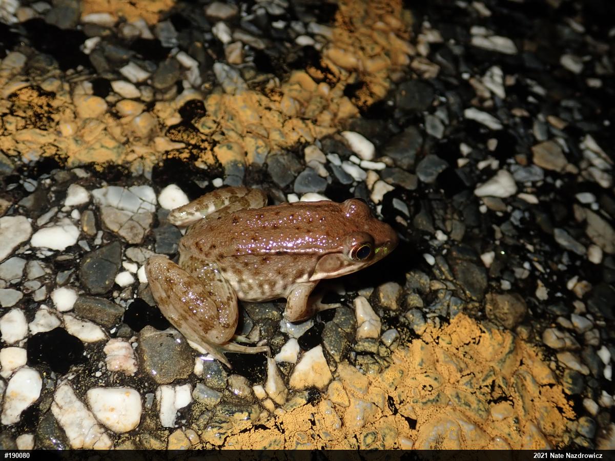 Green Frog