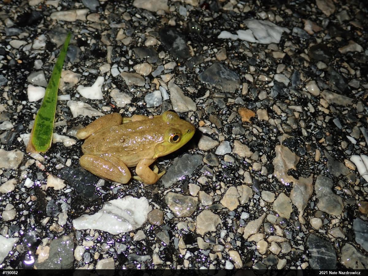 American Bullfrog