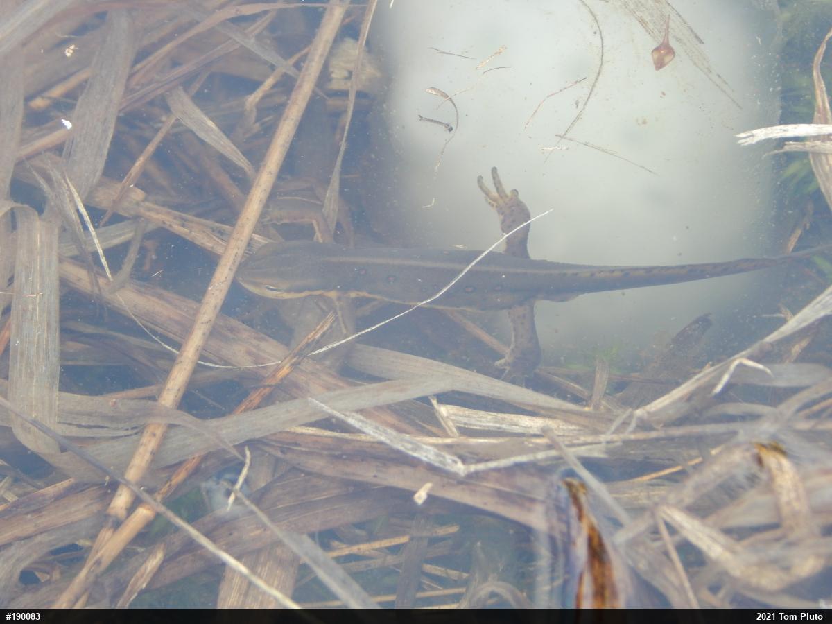 Red-spotted Newt