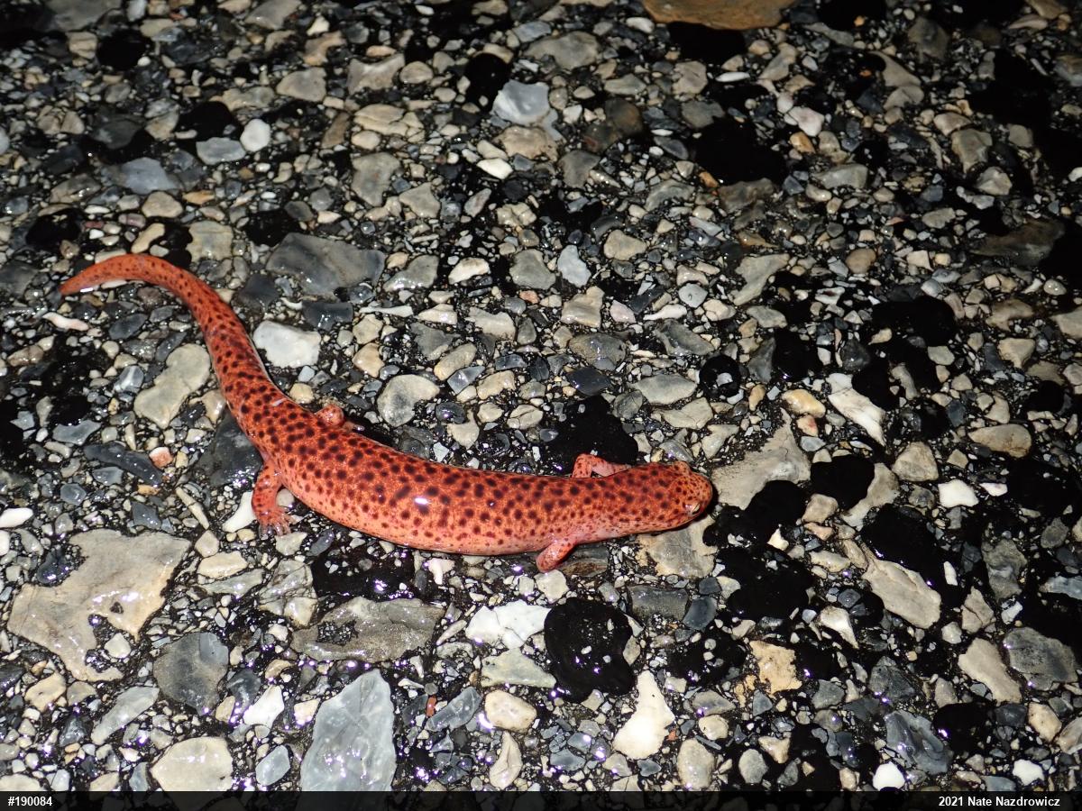 Northern Red Salamander