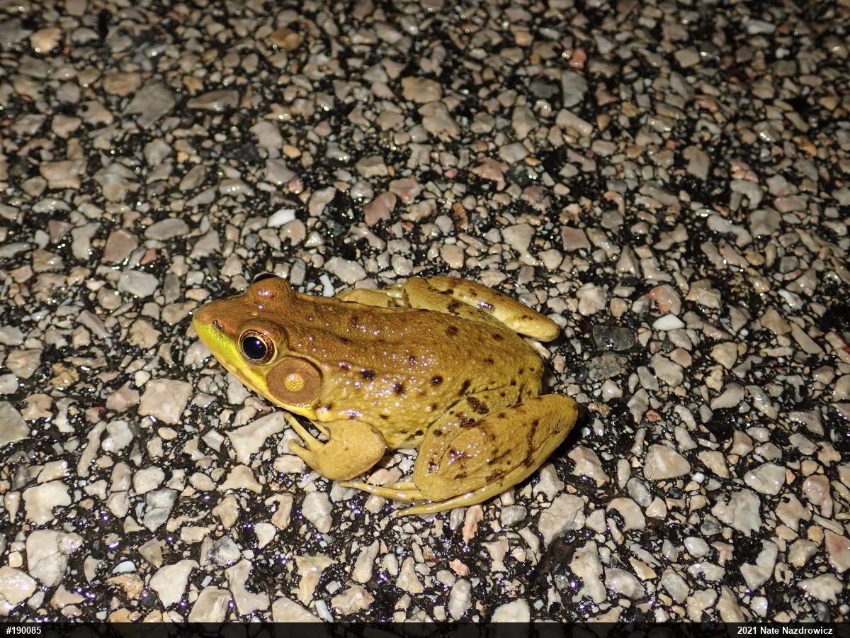 Green Frog