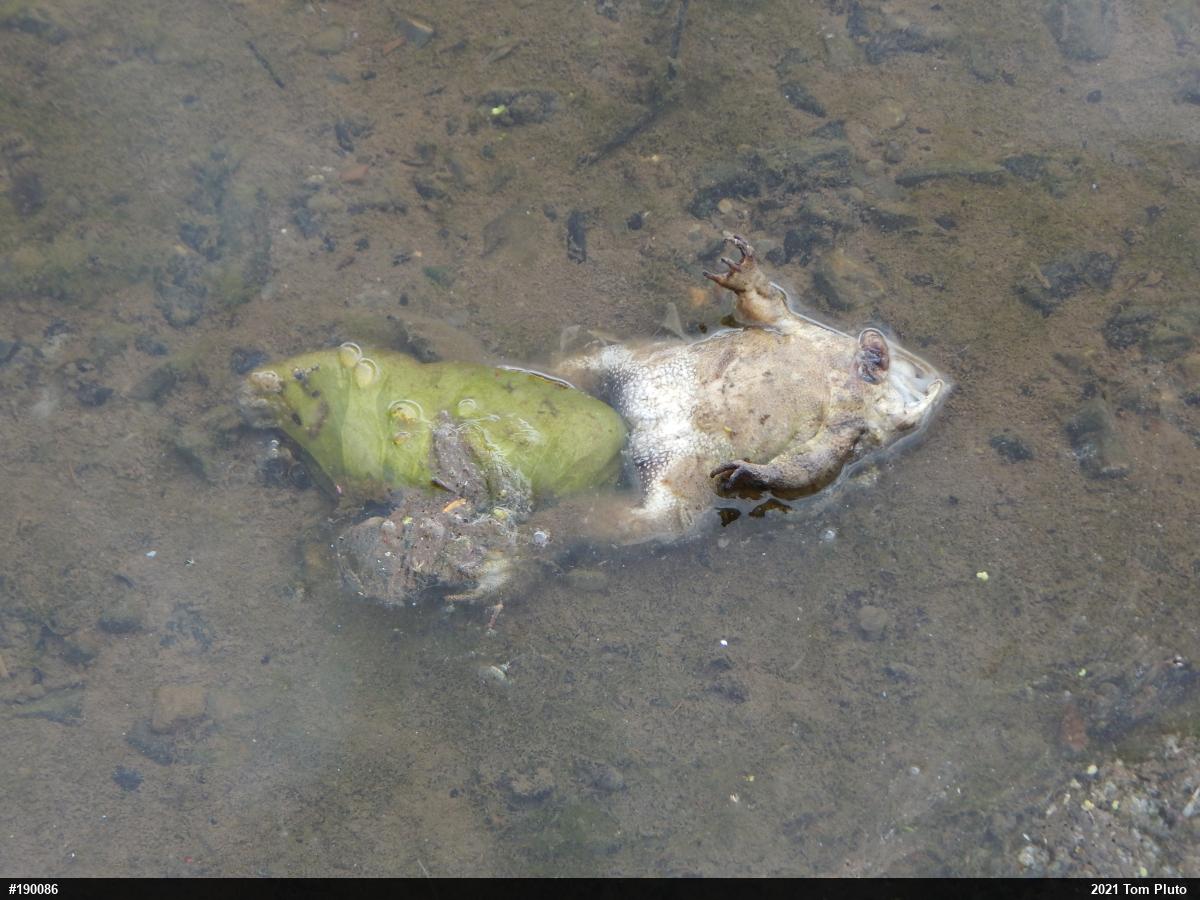Eastern American Toad