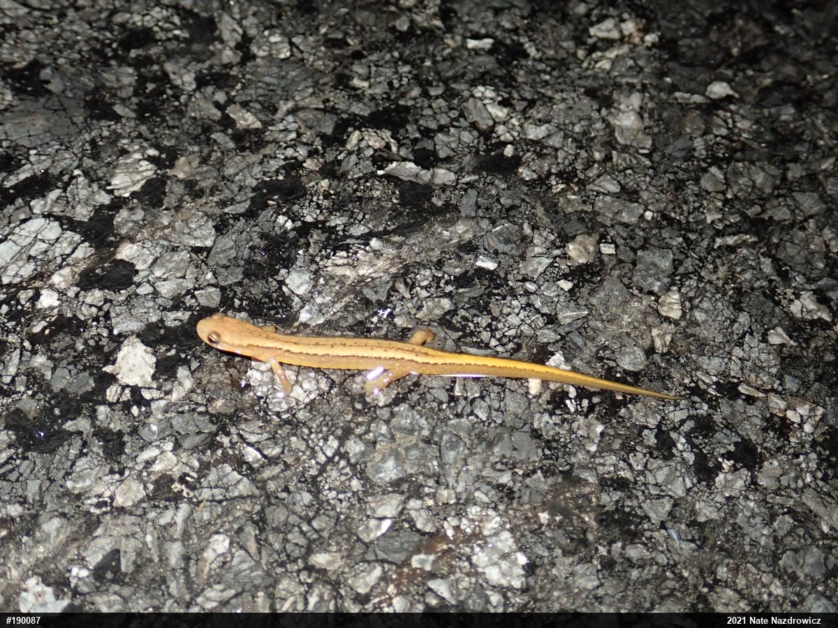 Northern Two-lined Salamander