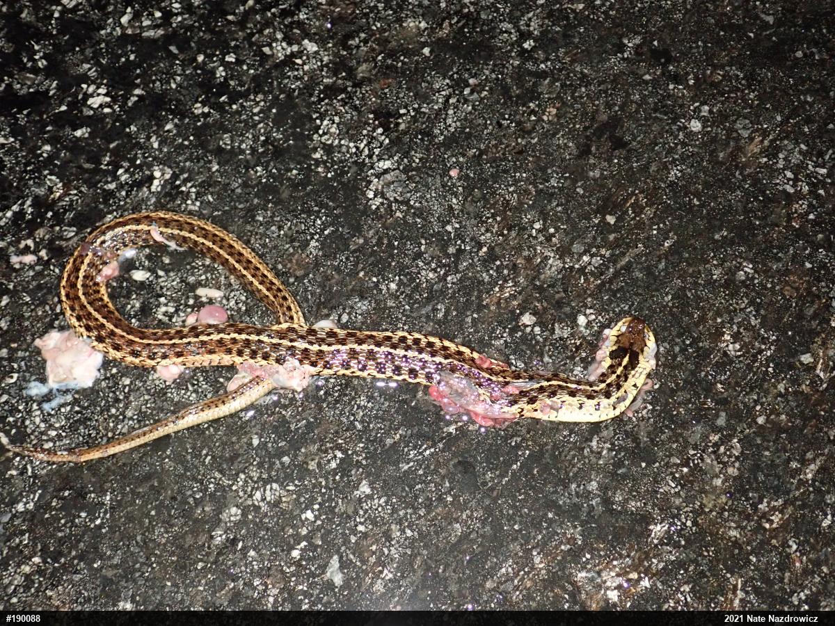 Eastern Gartersnake